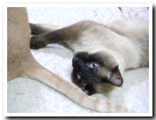 cats