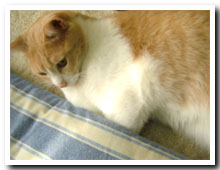 cats