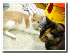 cats
