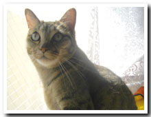 cats