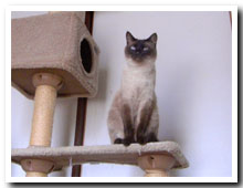 cats
