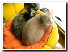 cats