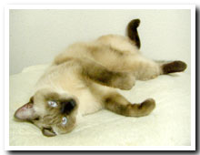 cats