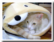 cats