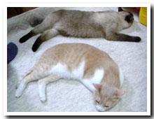 cats