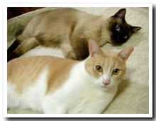 cats