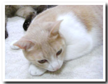 cats