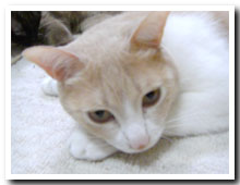 cats