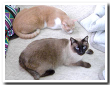 cats