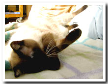 cats