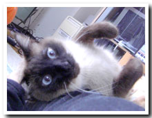 cats