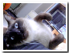 cats