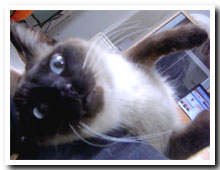 cats