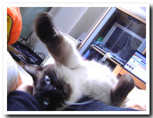 cats