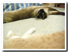 cats