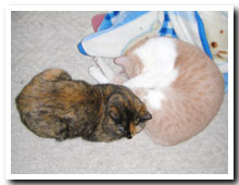 cats