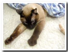 cats