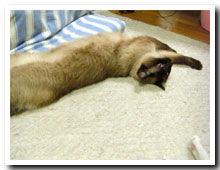 cats
