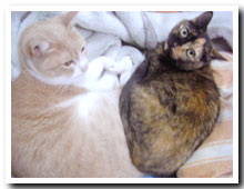 cats