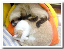 cats