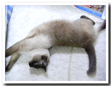 cats