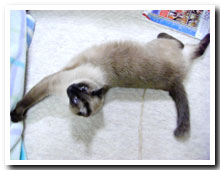cats