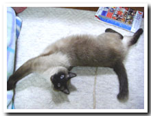 cats