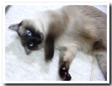 cats