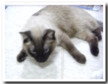 cats