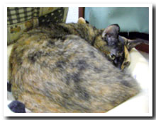 cats