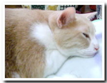cats