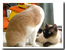 cats