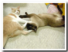 cats