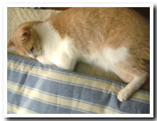 cats