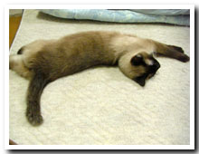 cats