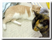 cats