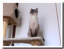 cats