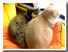 cats