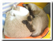 cats