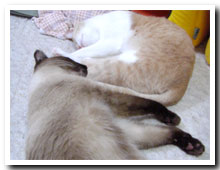 cats