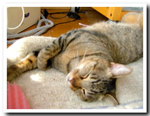 cats