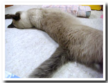 cats