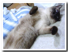cats