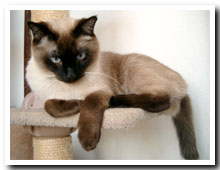cats