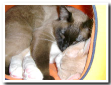 cats
