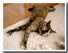 cats
