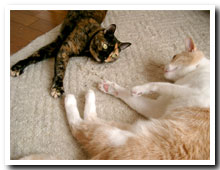 cats