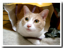 cats
