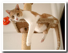 cats