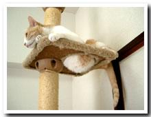 cats